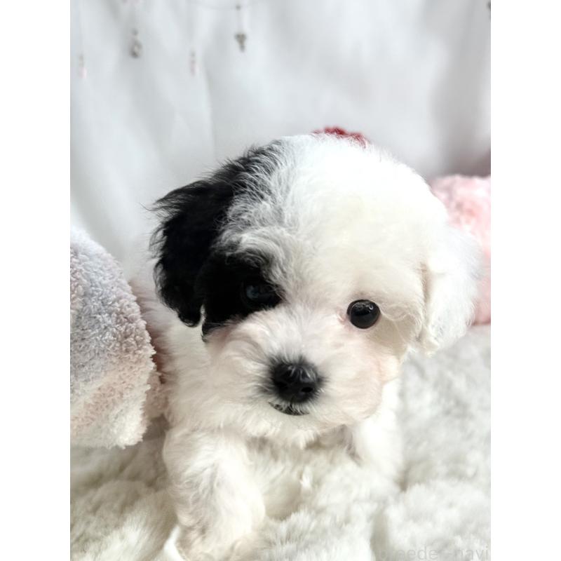 成約済の大阪府のティーカッププードル-433577の6枚目