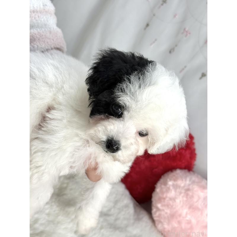 成約済の大阪府のティーカッププードル-433577の4枚目