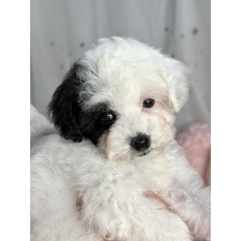 成約済の大阪府のティーカッププードル-433577の3枚目