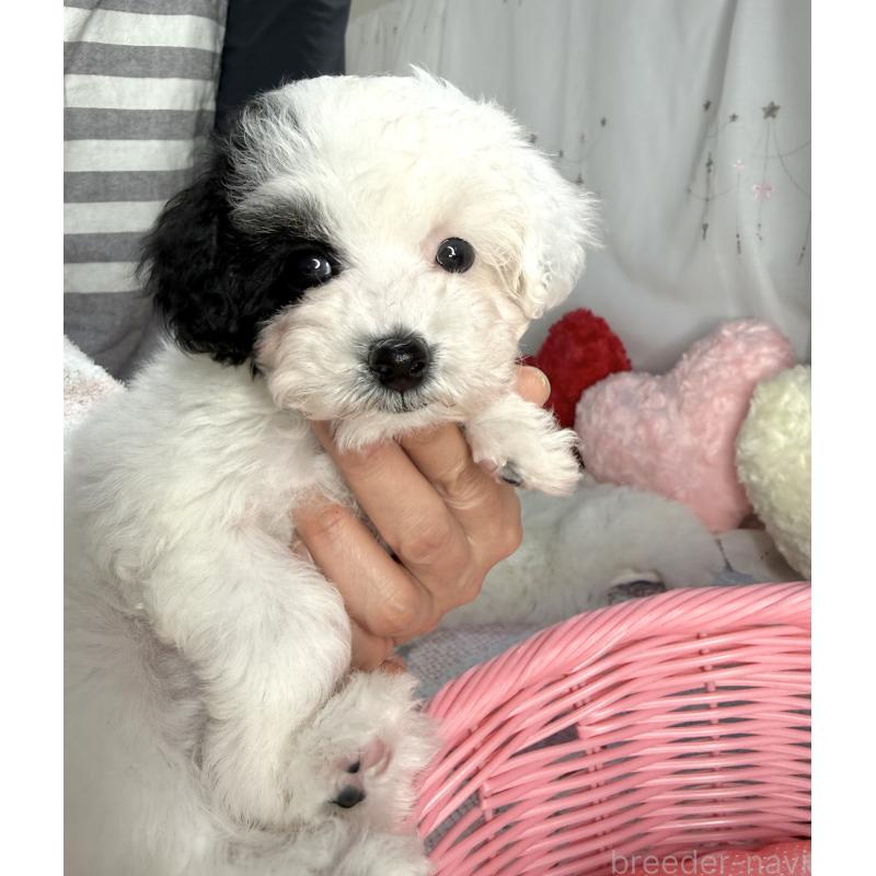 成約済の大阪府のティーカッププードル-433577の2枚目