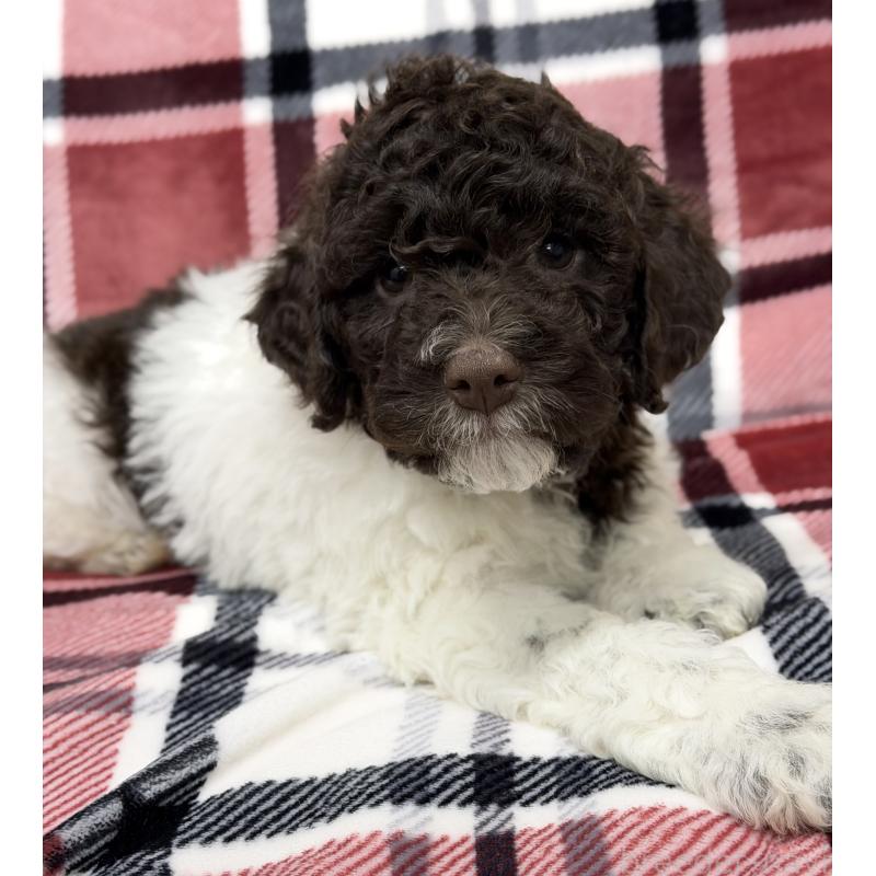 商談中の群馬県のロマーニャウォータードッグ(ラゴット)-428332の7枚目