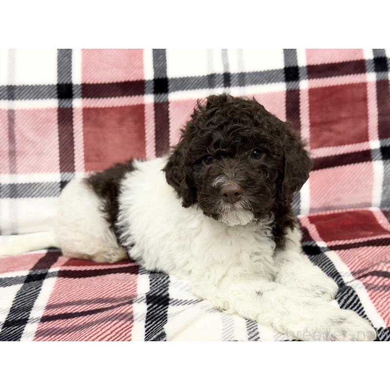 商談中の群馬県のロマーニャウォータードッグ(ラゴット)-428332の6枚目