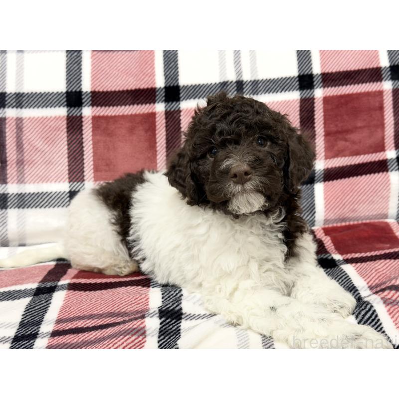 商談中の群馬県のロマーニャウォータードッグ(ラゴット)-428332の5枚目