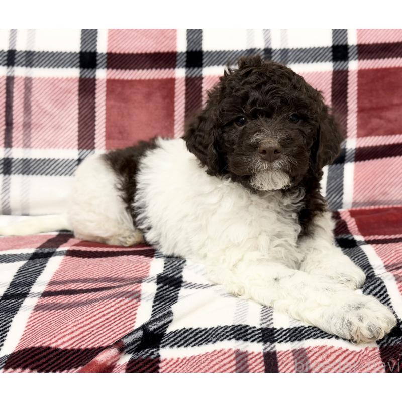 商談中の群馬県のロマーニャウォータードッグ(ラゴット)-428332の4枚目