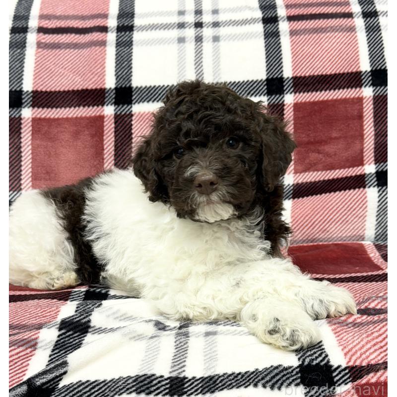 商談中の群馬県のロマーニャウォータードッグ(ラゴット)-428332の3枚目