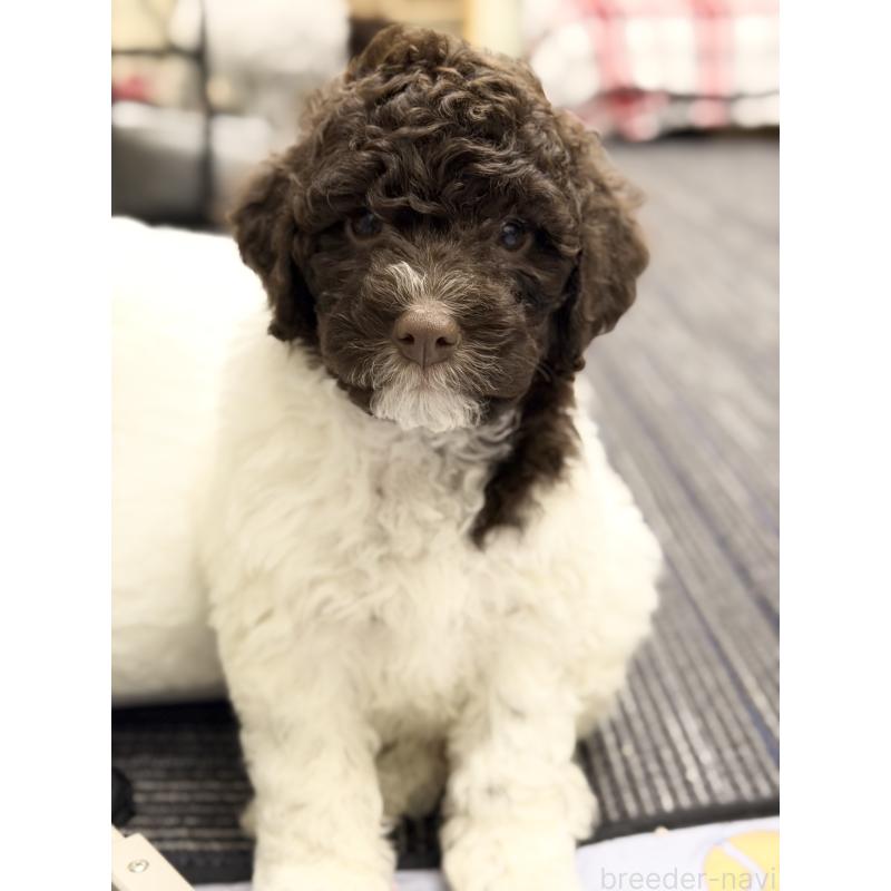 商談中の群馬県のロマーニャウォータードッグ(ラゴット)-428332の2枚目