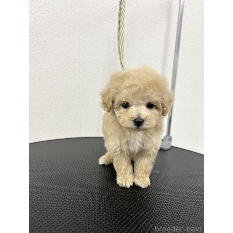 商談中の石川県のミニチュアプードル-434508の7枚目