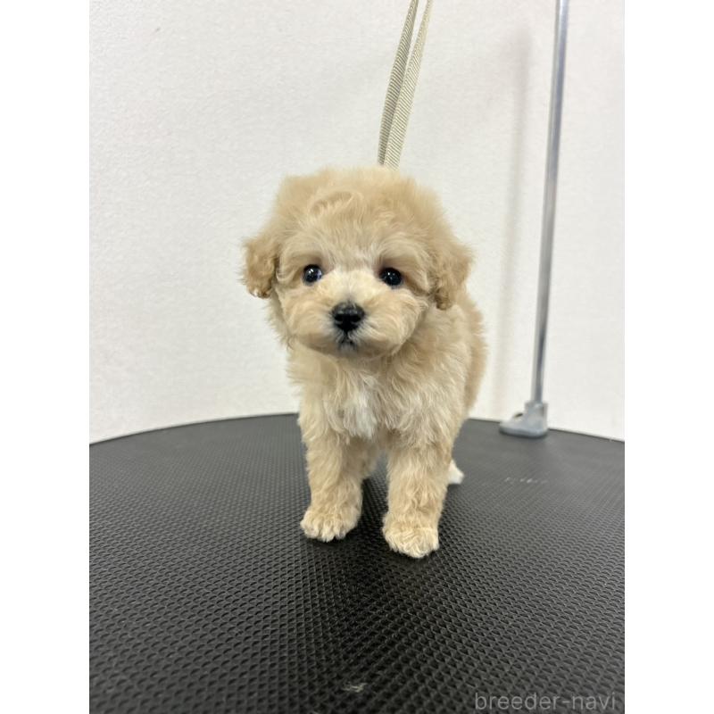 商談中の石川県のミニチュアプードル-434508の6枚目