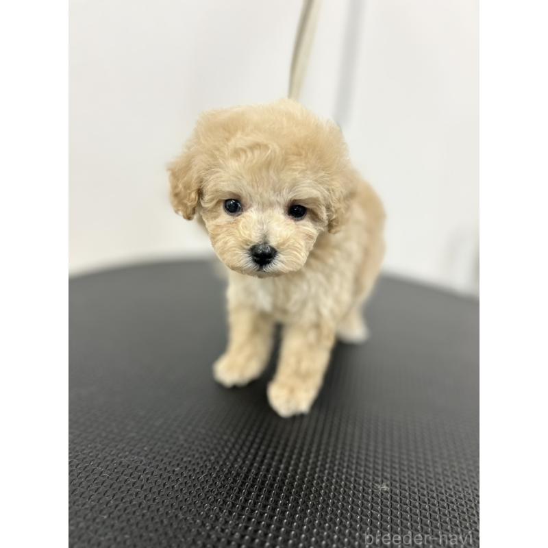 商談中の石川県のミニチュアプードル-434508の5枚目