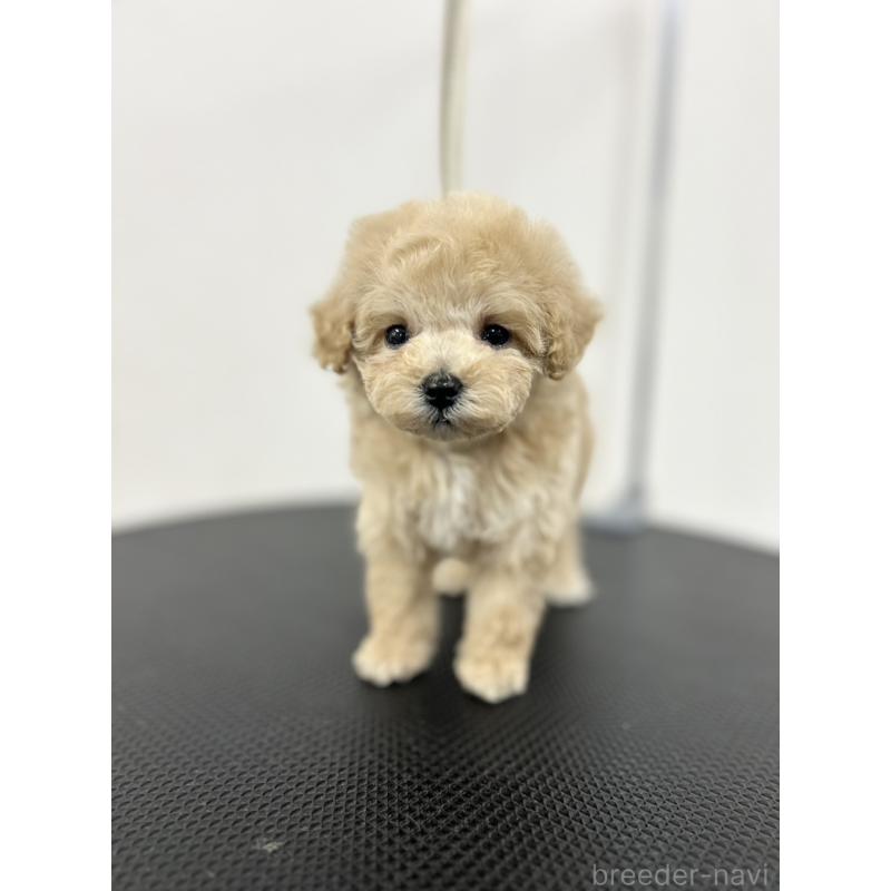 商談中の石川県のミニチュアプードル-434508の4枚目