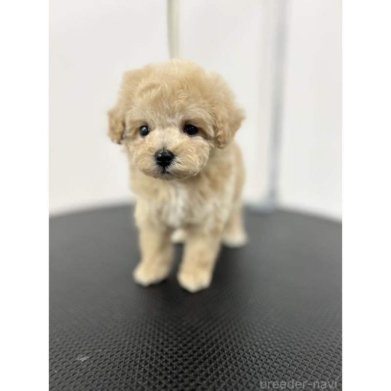 商談中の石川県のミニチュアプードル-434508の3枚目