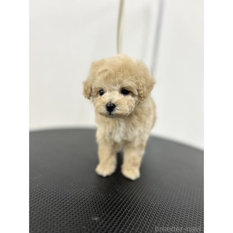 商談中の石川県のミニチュアプードル-434508の2枚目