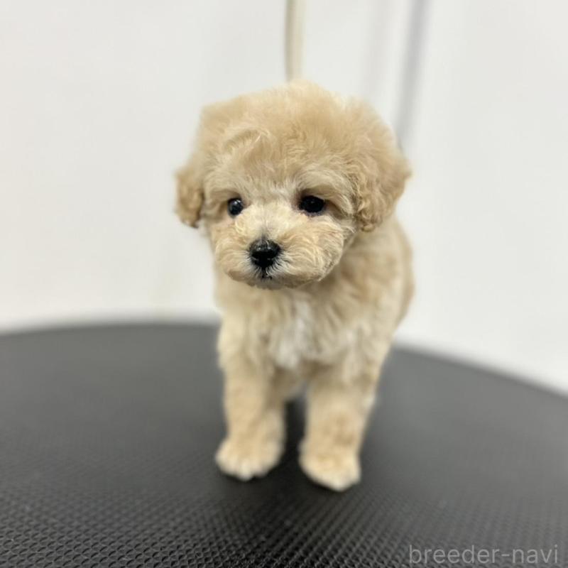 商談中の石川県のミニチュアプードル-434508