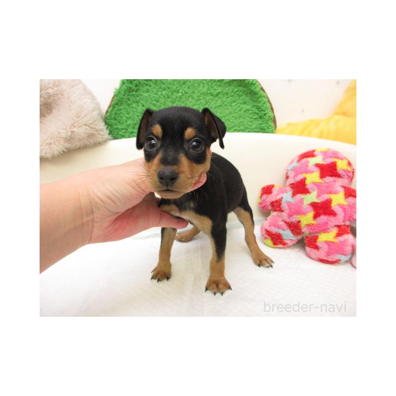 販売中の大阪府のミニチュアピンシャー(ミニピン)-434509の2枚目