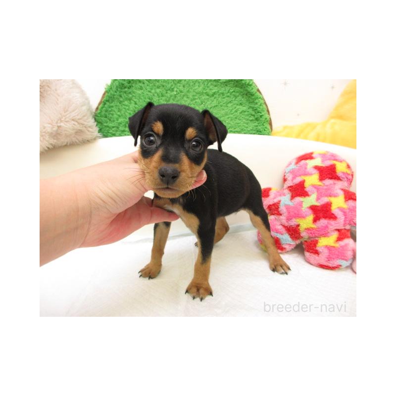 販売中の大阪府のミニチュアピンシャー(ミニピン)-434509の1枚目