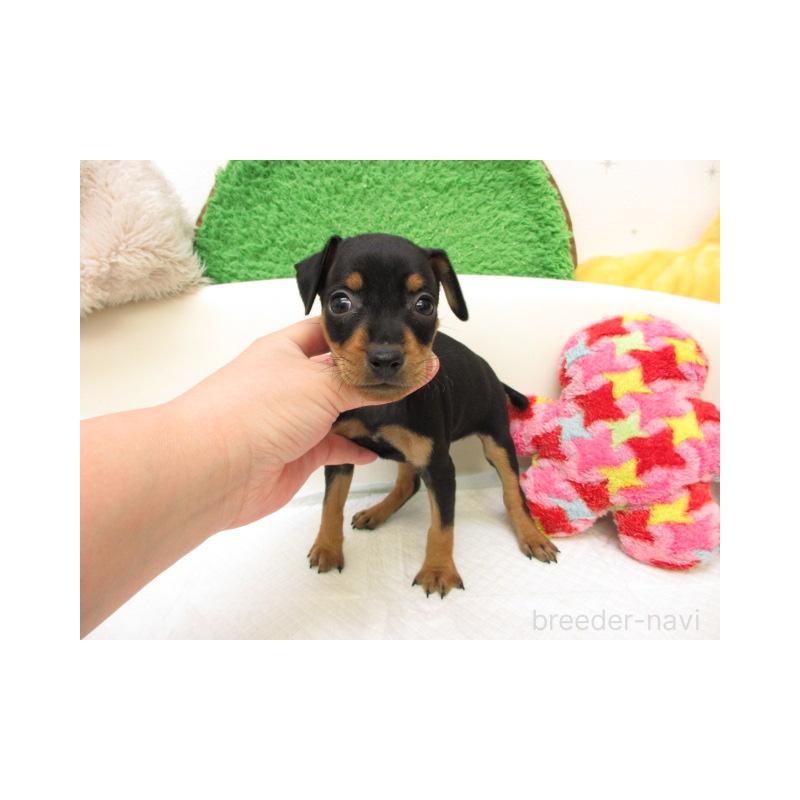 販売中の大阪府のミニチュアピンシャー(ミニピン)-434510の2枚目