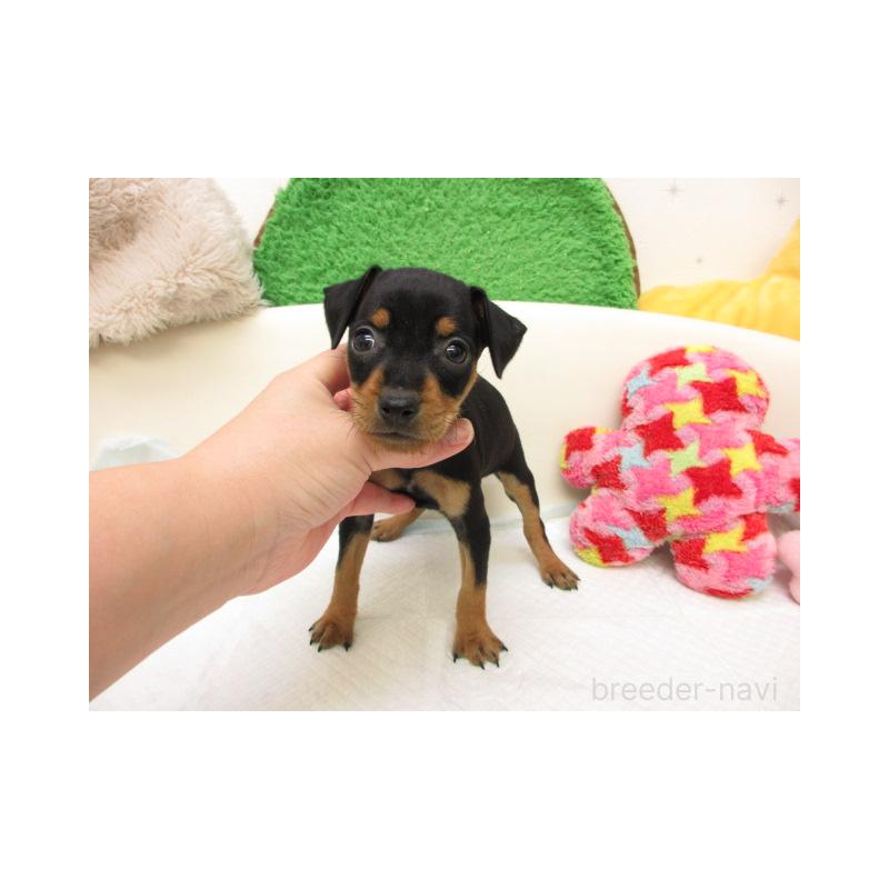 販売中の大阪府のミニチュアピンシャー(ミニピン)-434510