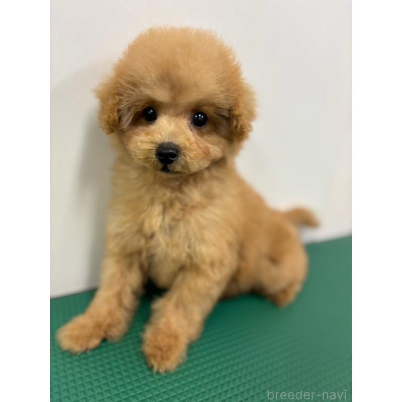 販売中の石川県のティーカッププードル-434511の3枚目