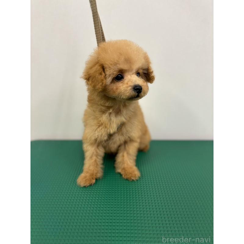 販売中の石川県のティーカッププードル-434511の2枚目