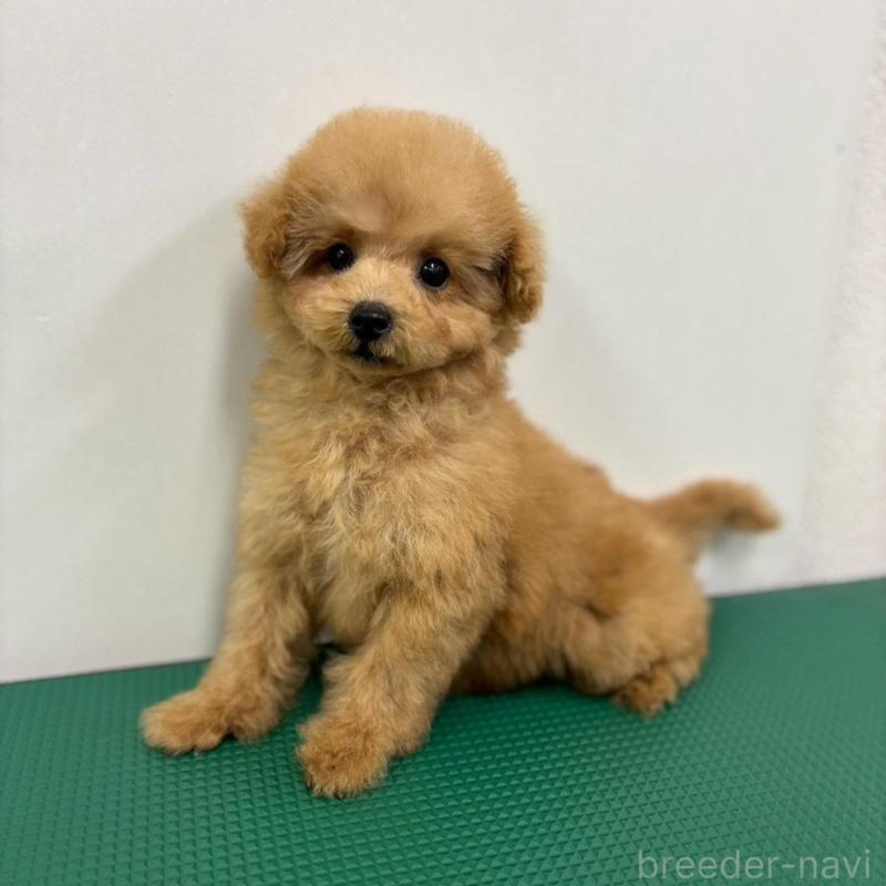 販売中の石川県のティーカッププードル-434511の1枚目