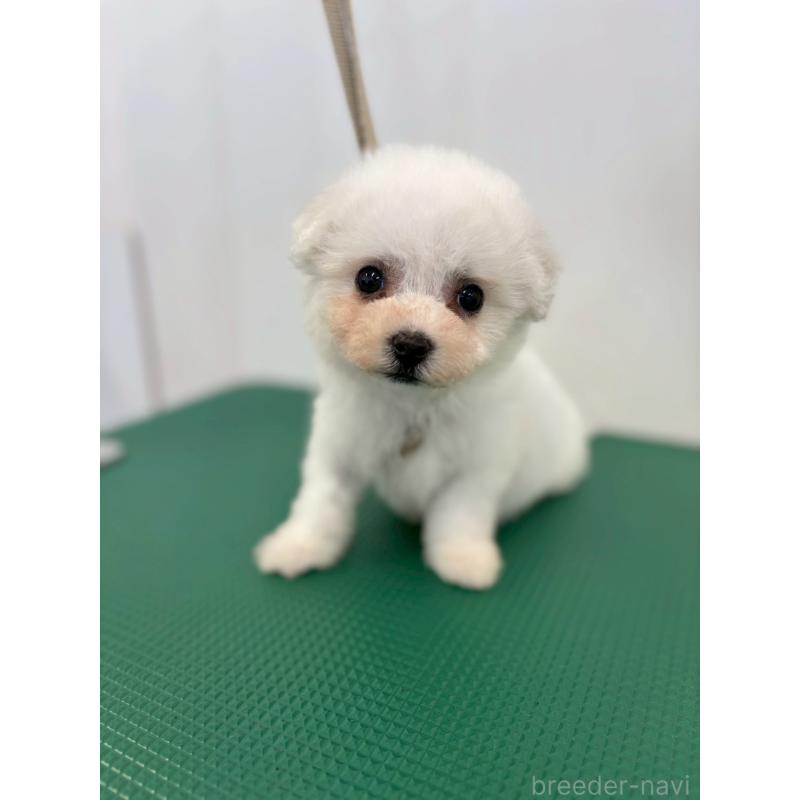 販売中の石川県のビションフリーゼ-434512の4枚目