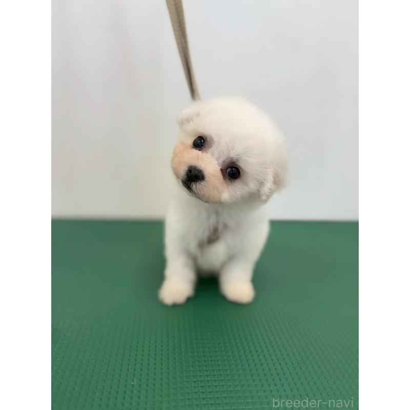 販売中の石川県のビションフリーゼ-434512の3枚目