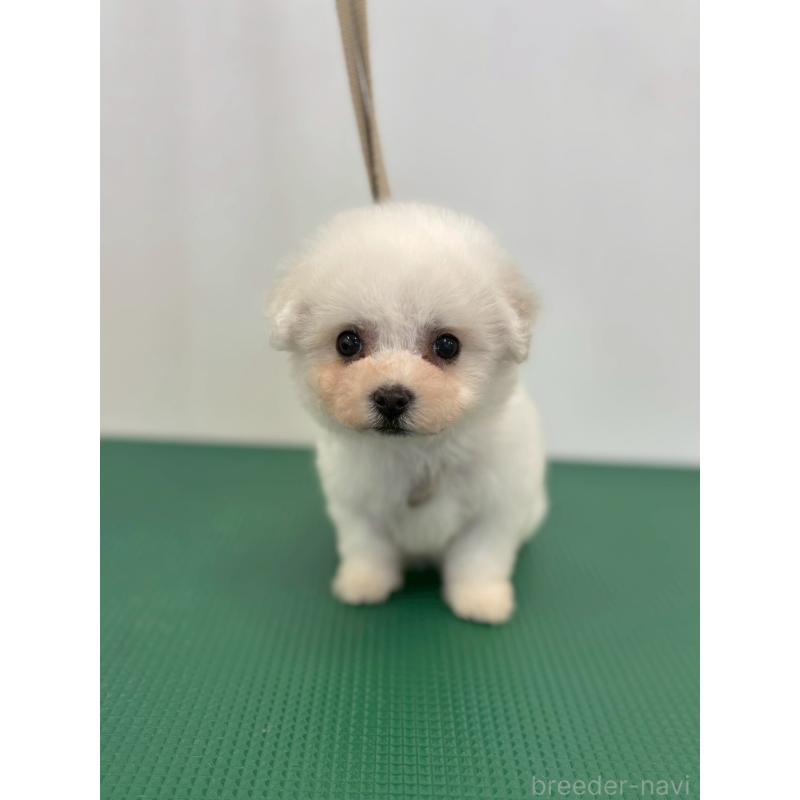 販売中の石川県のビションフリーゼ-434512の2枚目