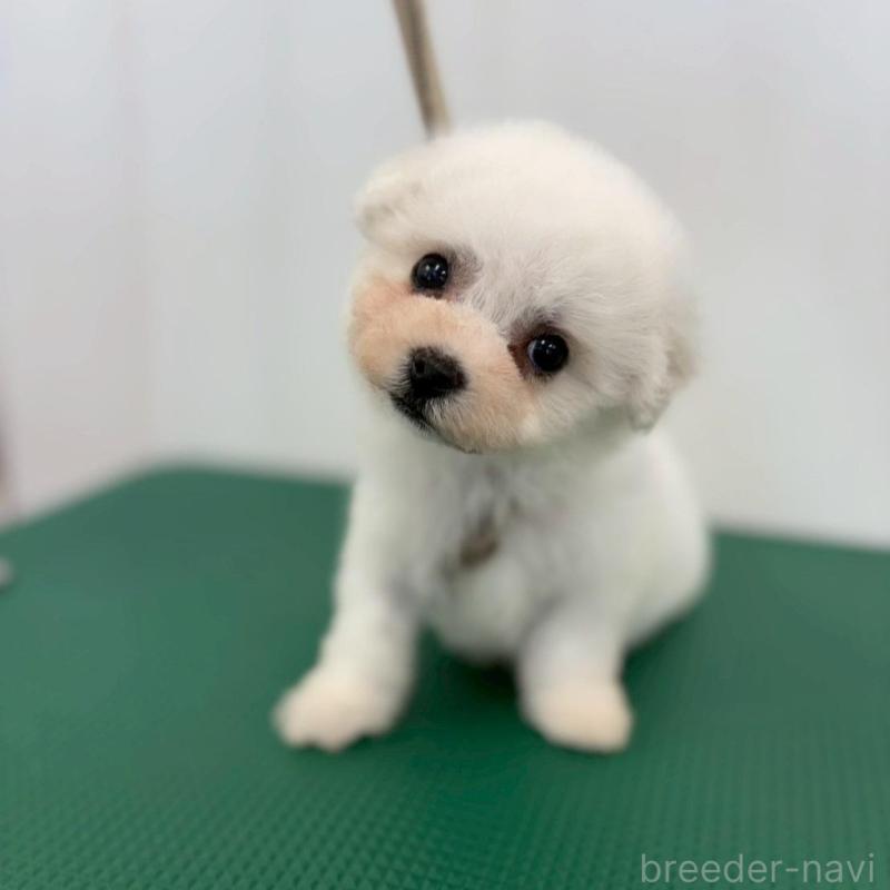 販売中の石川県のビションフリーゼ-434512の1枚目