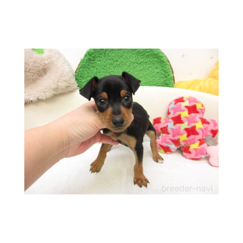 販売中の大阪府のミニチュアピンシャー(ミニピン)-434513の2枚目