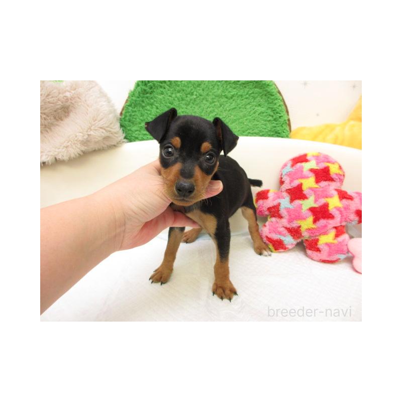 販売中の大阪府のミニチュアピンシャー(ミニピン)-434513の1枚目