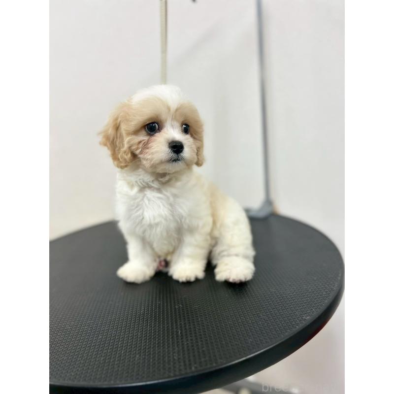 販売中の石川県のミックス犬-434514の6枚目