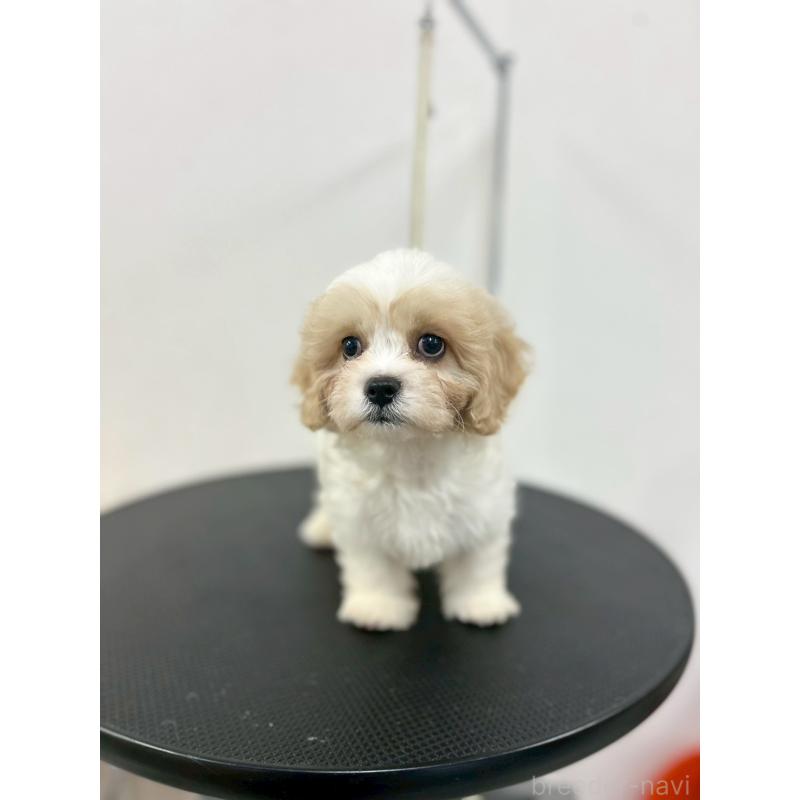 販売中の石川県のミックス犬-434514の5枚目