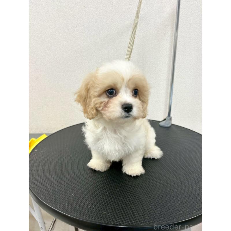 販売中の石川県のミックス犬-434514の4枚目