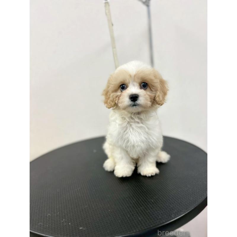 販売中の石川県のミックス犬-434514の3枚目