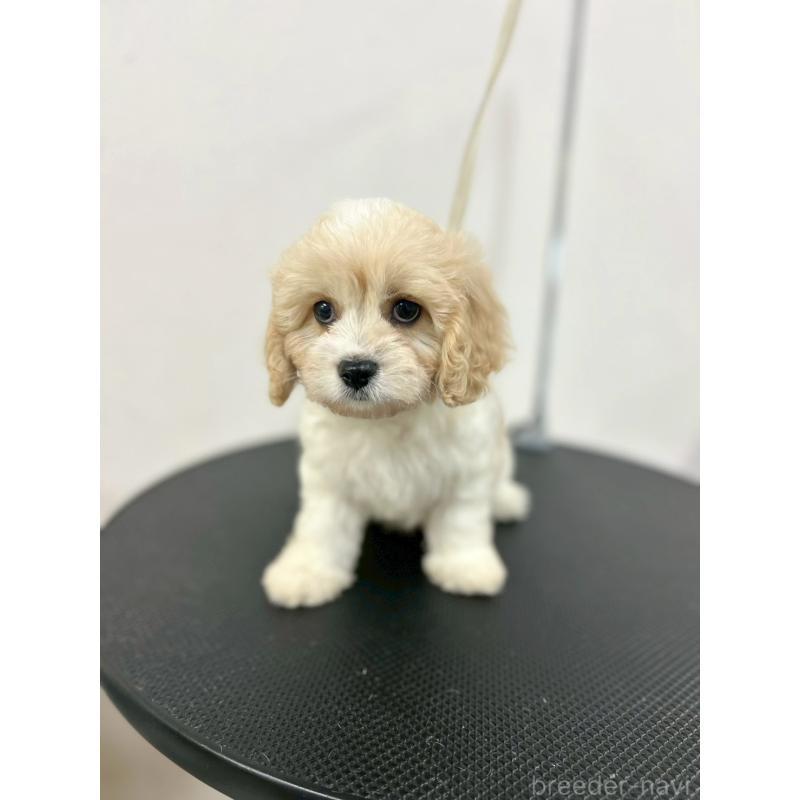 販売中の石川県のミックス犬-434514の2枚目