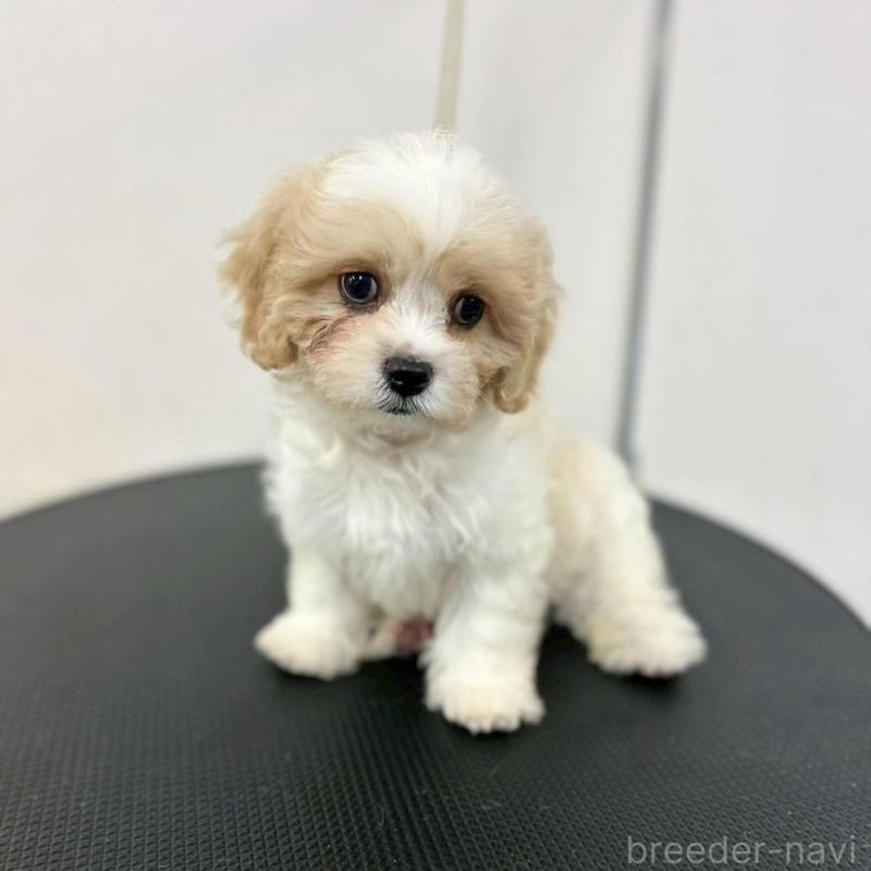 販売中の石川県のミックス犬-434514の1枚目