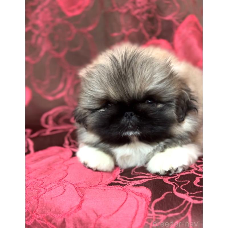 販売中の北海道のペキニーズ-434517の7枚目