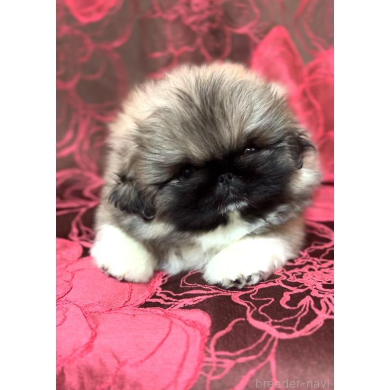 販売中の北海道のペキニーズ-434517の6枚目