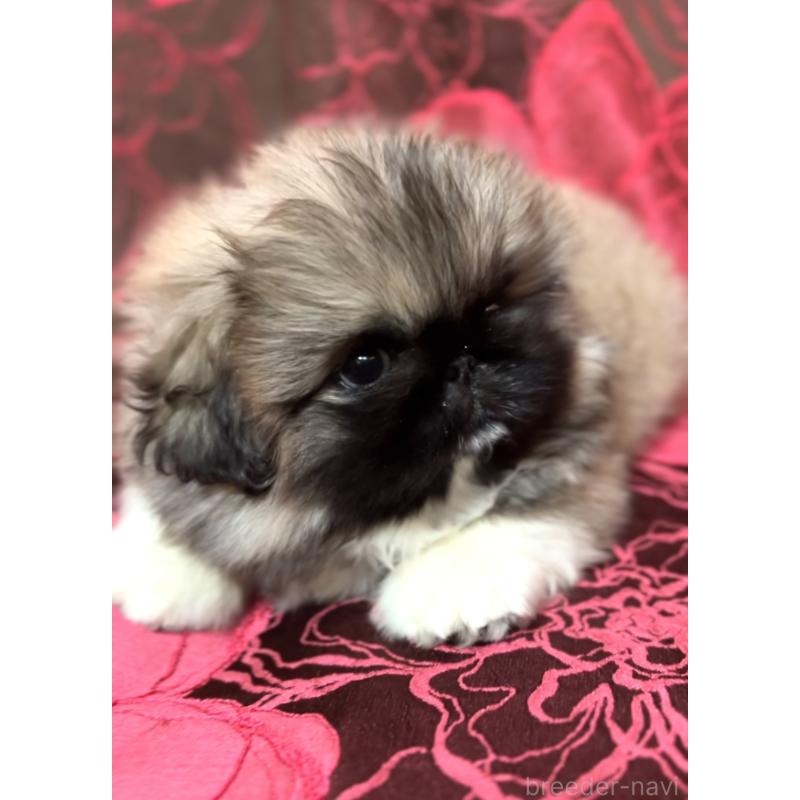 販売中の北海道のペキニーズ-434517の5枚目