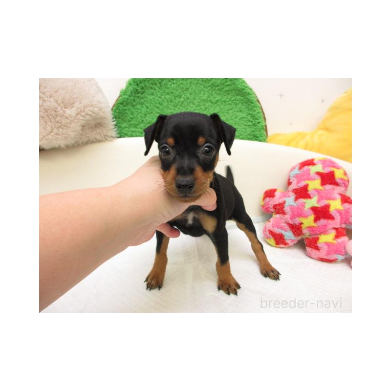 販売中の大阪府のミニチュアピンシャー(ミニピン)-434515の2枚目