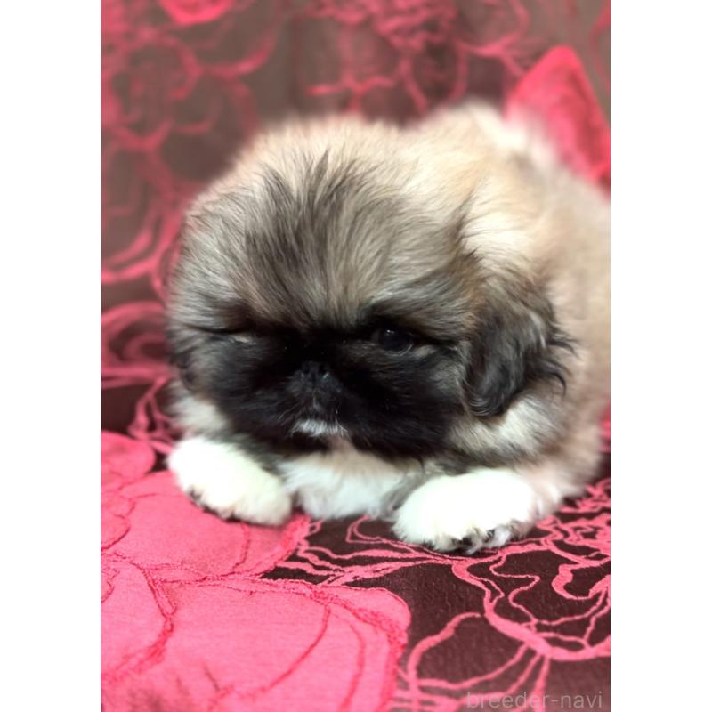販売中の北海道のペキニーズ-434517の4枚目