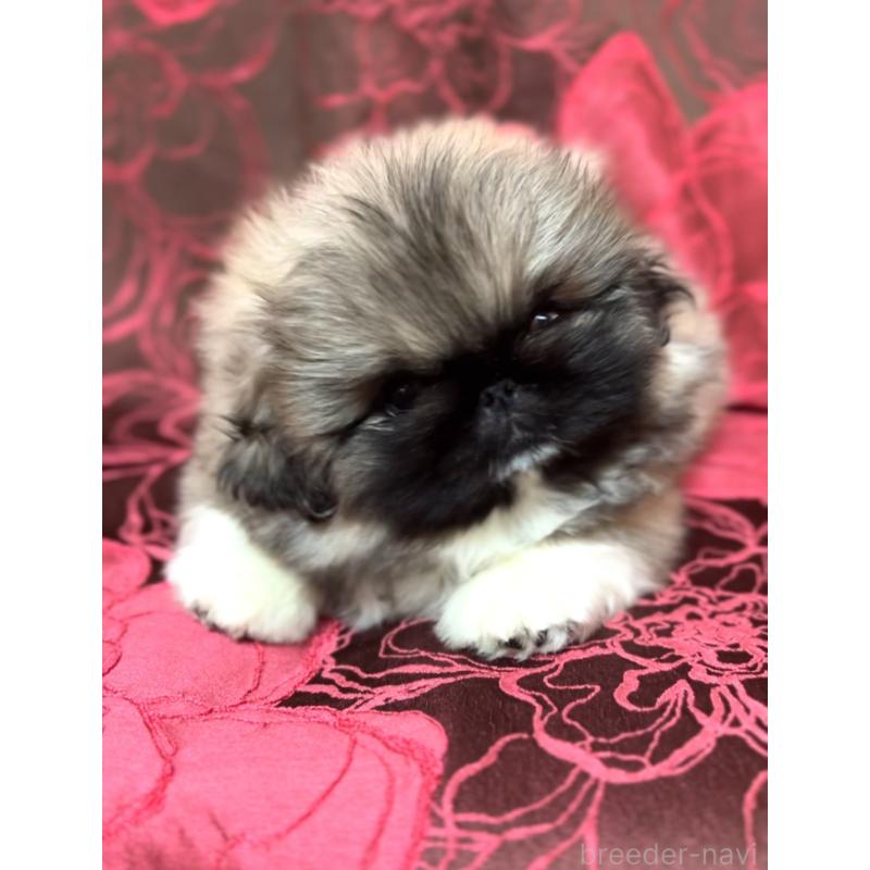 販売中の北海道のペキニーズ-434517の3枚目