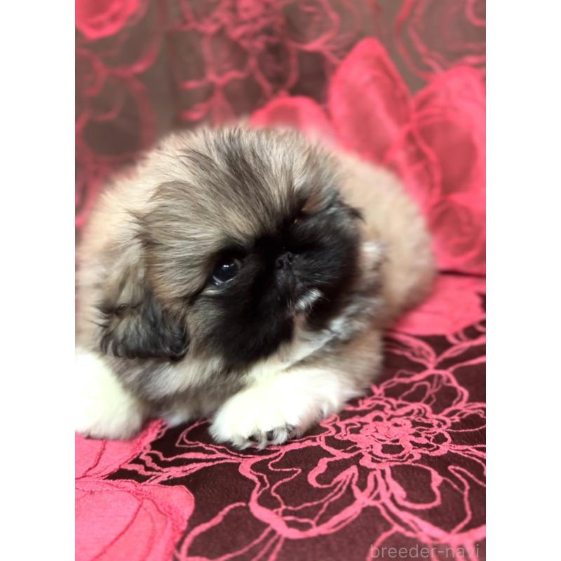 販売中の北海道のペキニーズ-434517の2枚目