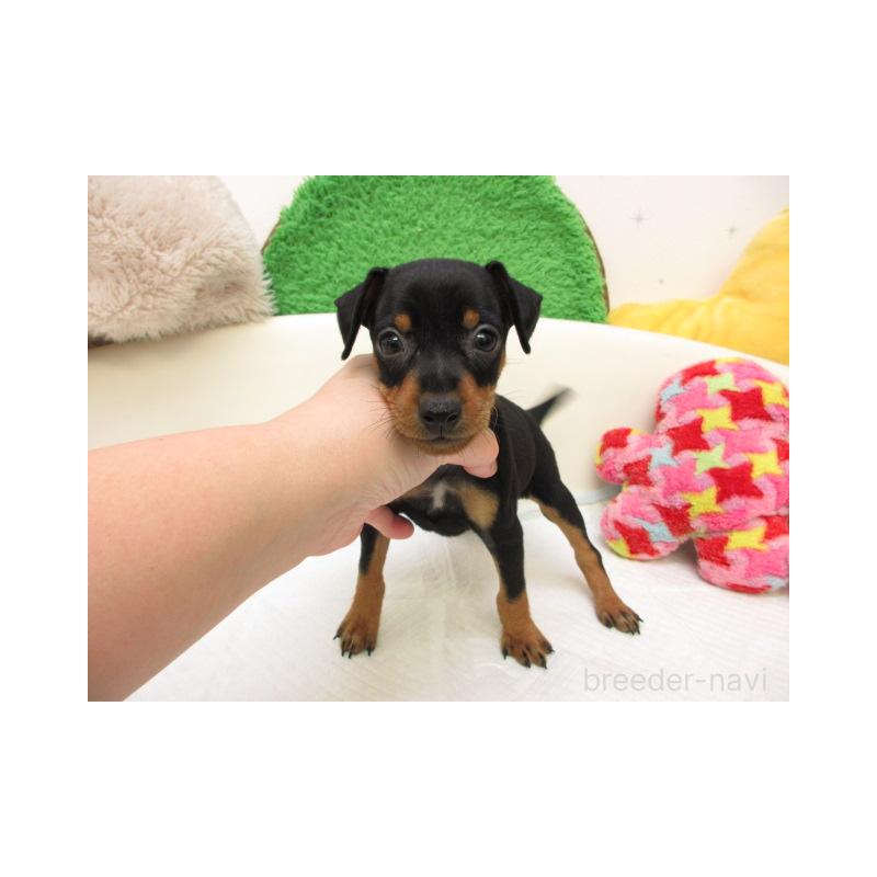 販売中の大阪府のミニチュアピンシャー(ミニピン)-434515