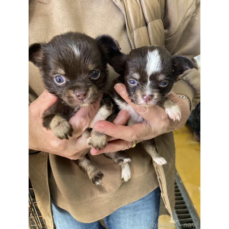 販売中の静岡県のチワワ(ロングコート)-434518の2枚目