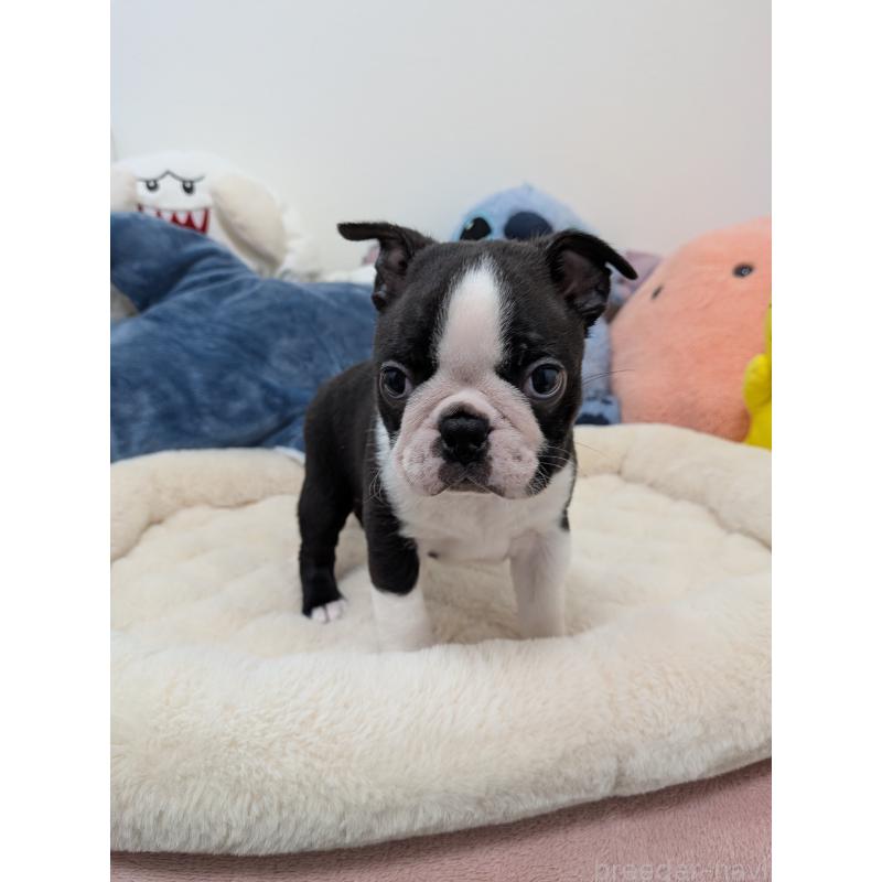 販売中の愛知県のボストンテリア-434516の7枚目