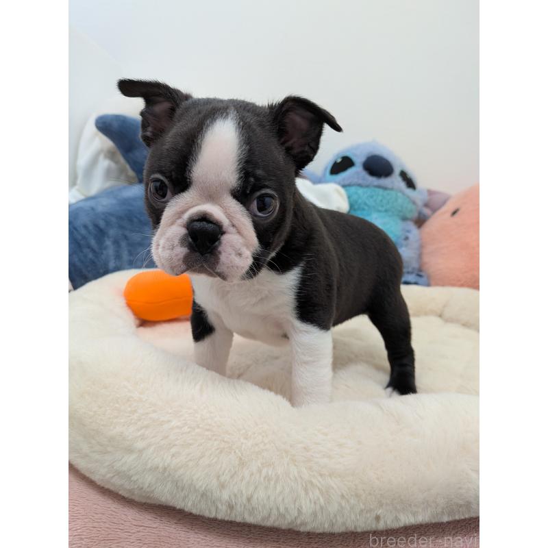 販売中の愛知県のボストンテリア-434516の6枚目