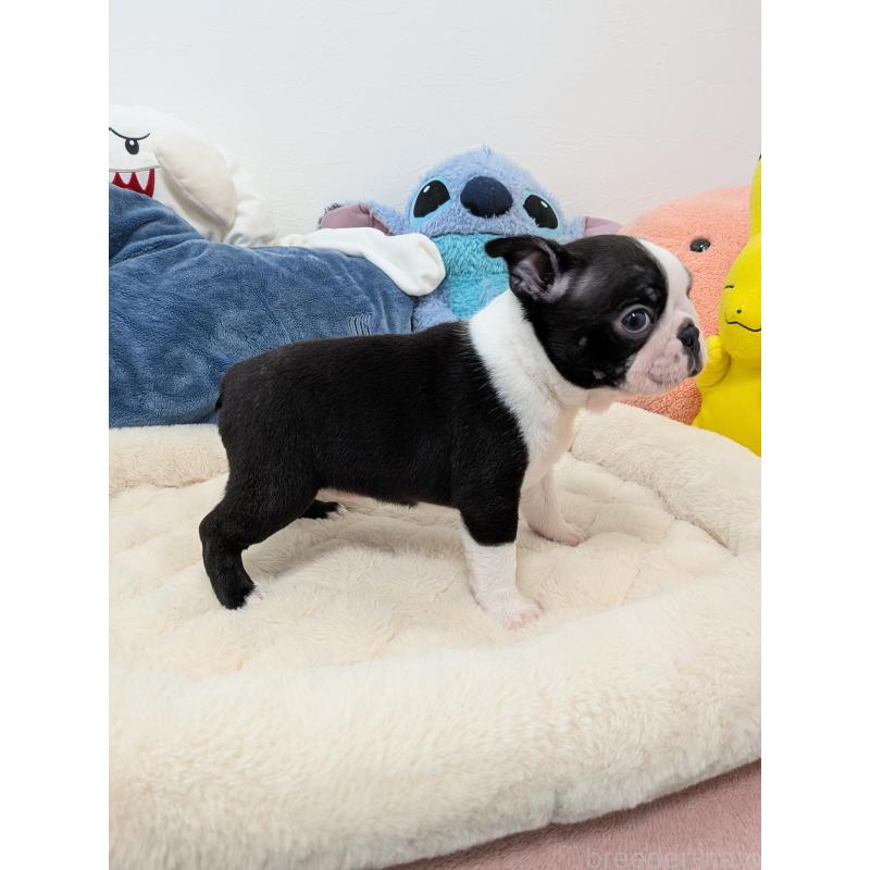 販売中の愛知県のボストンテリア-434516の4枚目