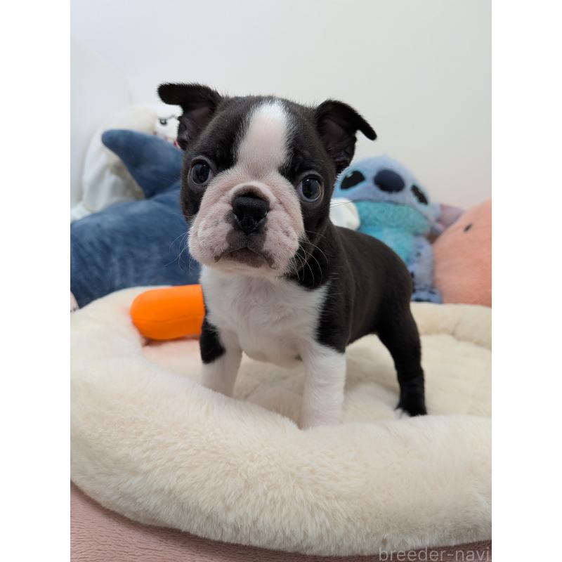 販売中の愛知県のボストンテリア-434516の3枚目