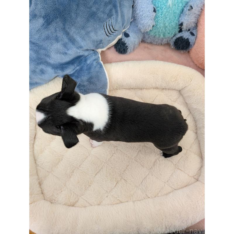 販売中の愛知県のボストンテリア-434516の2枚目